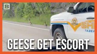 Police Officer Escorts Geese and Their Babies Down Virginia Highway