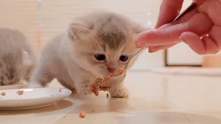 A cute kitten who can't wait for his second helping of food and attacks his rice.