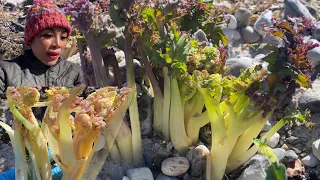 เก็บคะน้าทะเลสวยๆๆ # ยอดขาวอวบมาก # ยอดแก้วอวบๆๆ # sea kale.24/5/2024.