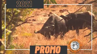 Bos&Dal Safaris Promotional 2021 - Highlights of some of this seasons hunts