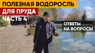 Ответы на вопрос по Хлорелле | Очистка пруда Хлореллой | Часть 4