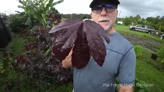 Why I'm growing Cranberry Hibiscus