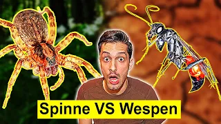 Extremer Kampf zwischen Spinne und 2 Wespen | Wer gewinnt?