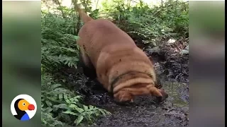 Dog Dunks Entire Head In Mud | The Dodo