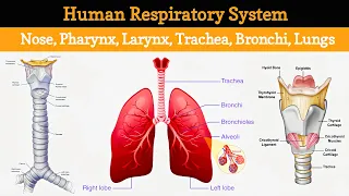 Respiratory System 🫁 | 3D Animation | Human Anatomy and Physiology - Lect #9