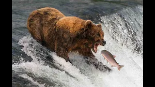 BEARS CATCHING SALMON: Bears catch salmon at Brooks Falls, Alaska