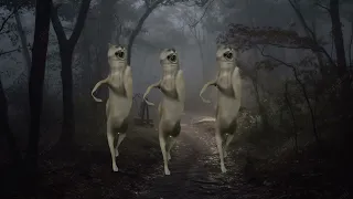 lobo bailando ijbiñij pero cada vez aumenta