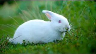 Love and Blessings from the Triune God: Peace and Joy in the Rabbit Family