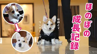 コーギー犬ノエさんの成長記録【2カ月～8歳】