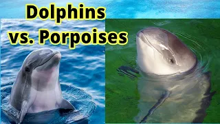 Dolphins vs. Porpoises: How to Distinguish Them???