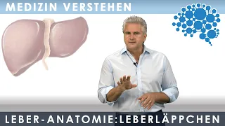 Leber - Anatomie: Das Leberläppchen│Dr. Dr. Damir del Monte│Encephalon Medizin-Videos bei Lecturio