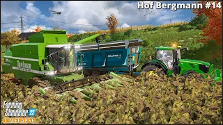 #FarmingSimulator22🔸Feeding Calves. Transporting Red Wine. Harvesting Sunflowers🔸#HofBergmann Ep.14