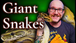 Are Big Snakes Actually Dangerous? Meet My 13 Foot Python!