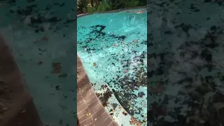 Best Pool Cleaning Video!