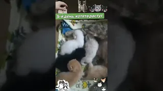 котята растут.И снова котята. 5-й день.