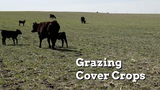 Water and Fencing Options when Grazing Cover Crops - Practical Cover Croppers