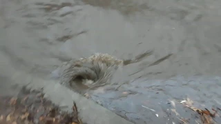 Draining A Flooded Roadway Before Rush Hour, Winter Flood