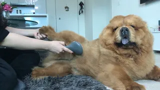 Daily Dog Grooming Routine for Chow Chow