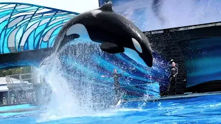 Orca Encounter Clips - September 24th, 2023