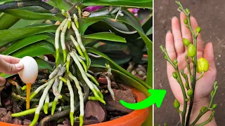 Miraculous Just one fruit for any orchid to revive roots and bloom for 3 years