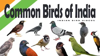 Common Birds of India - Learning for kids ( HD Quality)