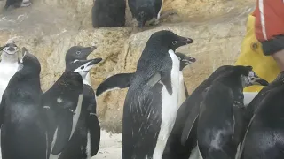 アデリーペンギン と ヒゲペンギン (アドベンチャーワールド) 2020年1月18日