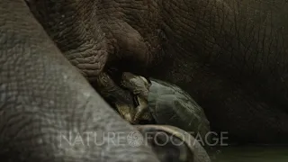 White Rhino lying in water - turtles eating ticks off leg, close shot