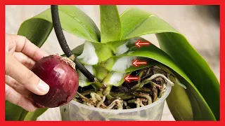 Only 1 red onion! And the orchid blooms continuously all year round!