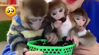 Monkey Baby BeeBoo Playing in the Fields | Funny and Cute Animal Videos 2024