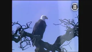 American Bald Eagles refuge at Millerton Lake in 1985