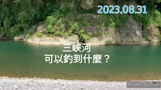 ［愛釣魚］2023.08.31 三峽河小搞搞！可以搞到什麼呢？
