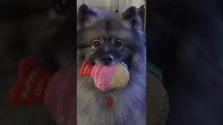 Vito has already found and partly destroyed his favorite toy 🤣 #dog #keeshond #toys