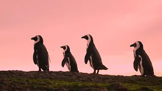 Boulders Penguin Colony in Simons Town