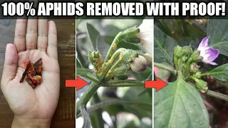 Get Rid of Aphids Organically | How to Control Aphids on Plants | CHEAP & EASIEST Way