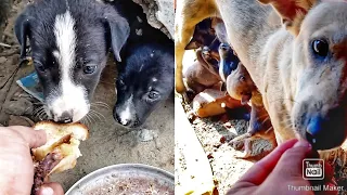Street mother dog feeding 5 puppies - So cute puppies - They are so hungry - The Untold Truth