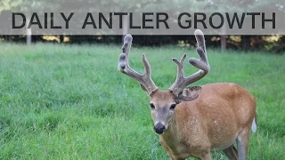 Time Lapse Antler Growth of Whitetail Deer - See How Fast Antlers Grow