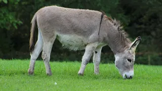 Donkey sound, donkey voice, donkey cry