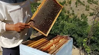 Bir Kovandan En Fazla Bal Alma Yöntemleri -1 /Gerzevil Arıcılık