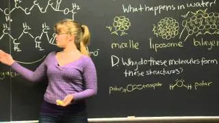 Lipids, Carbohydrates, and Nucleic Acids Practice Problem | MIT 7.01SC Fundamentals of Biology