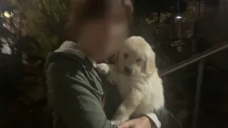 Adoption of Leo/Golden Retriever's Baby Puppy Who First Came to My House