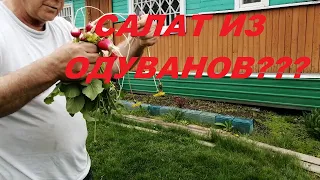 ВЛОГ: СЕНОКОС!//  КАК Я ПРОБОВАЛА САЛАТ ИЗ ОДУВАНЧИКОВ, МОИ ЭМОЦИИ// Последствия града.