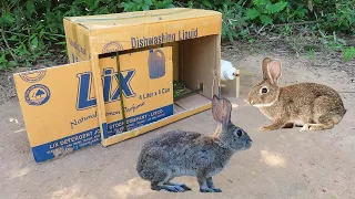 Creative Method Wild Rabbit Trap Using Cardboard Box And Plastic Bottle - Awesome Quick Rabbit Trap