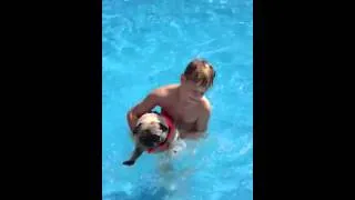 Funny Pug Air Swimming