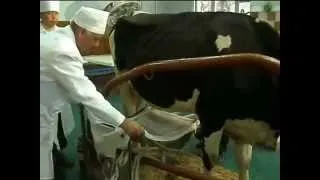 Діагностика маститів у корів та їх лікування