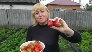 УВАГА! Сорт ПОЛУНИЦІ 🍓БРІЛЛА🍓БРАКУЄ СЛІВ, ДИВІТЬСЯ...