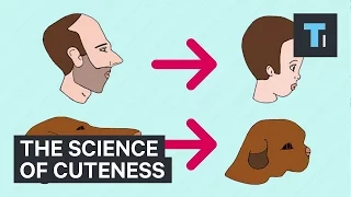 The science of cuteness