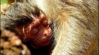 Welcome New Baby Monkey! Monkey Duchess Just Give New Birth, Newborn has purple face