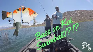 Will a Bass Eat a Koi Swimbait?!? Socal Bass Fishing