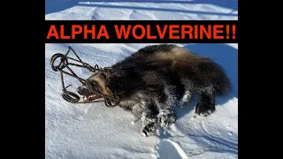 S21Ep5: The Trifecta!! Trapped a Wolverine, Lynx, and a Marten!!! Let’s Gooo!
