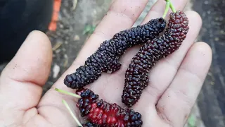 Shangri La Mulberry vs. Pakistani Mulberry! Which one is better?